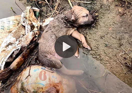 Miraculous Rescue: Unconscious Puppy Found in a Comatose State Beneath Water Canal (VIDEO)